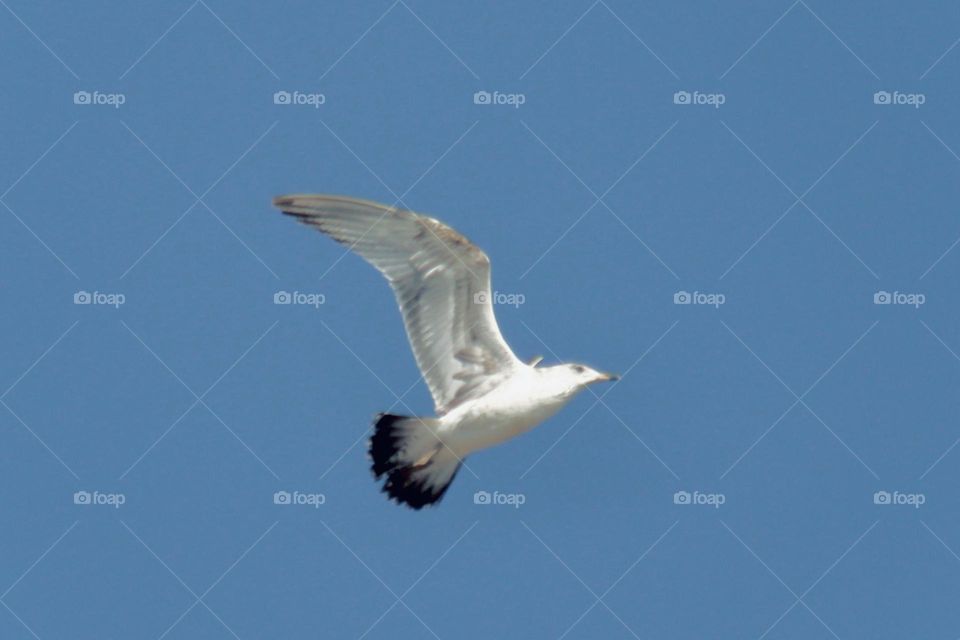 Ring-Billed Gull 