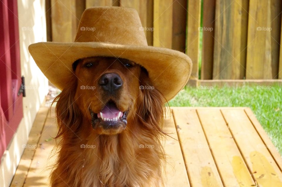 Close-up of brown dog wearing cowboy hat