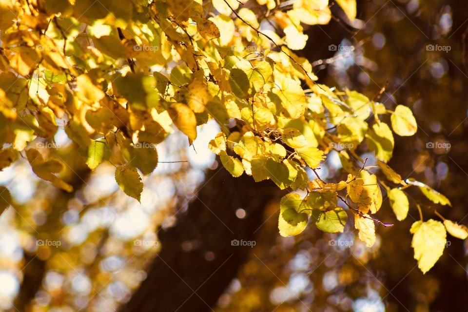 Golden leaves illuminated by golden autumn sunshine