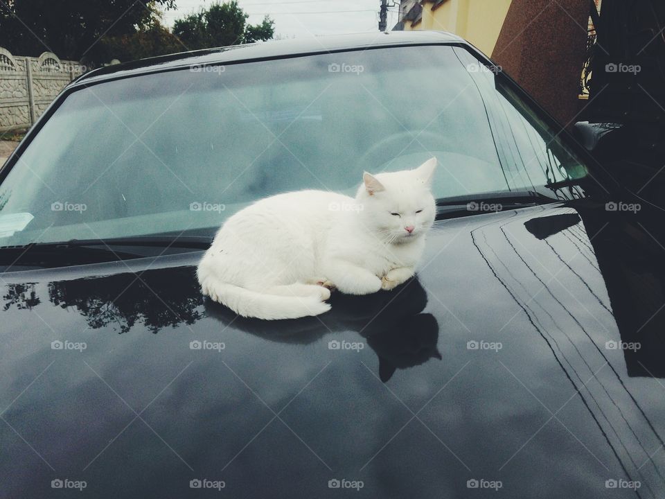 white cat at the car