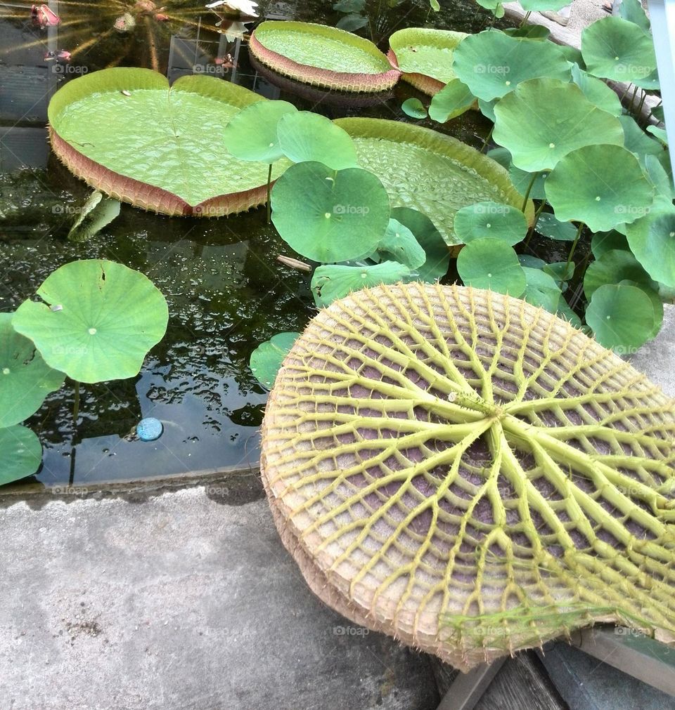 Lotus plants in Hortus Botanicus, Amsterdam