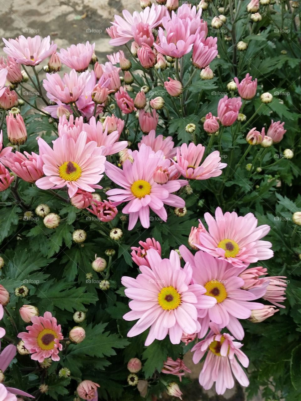 Spring blooms. spread of pink flowers blooming