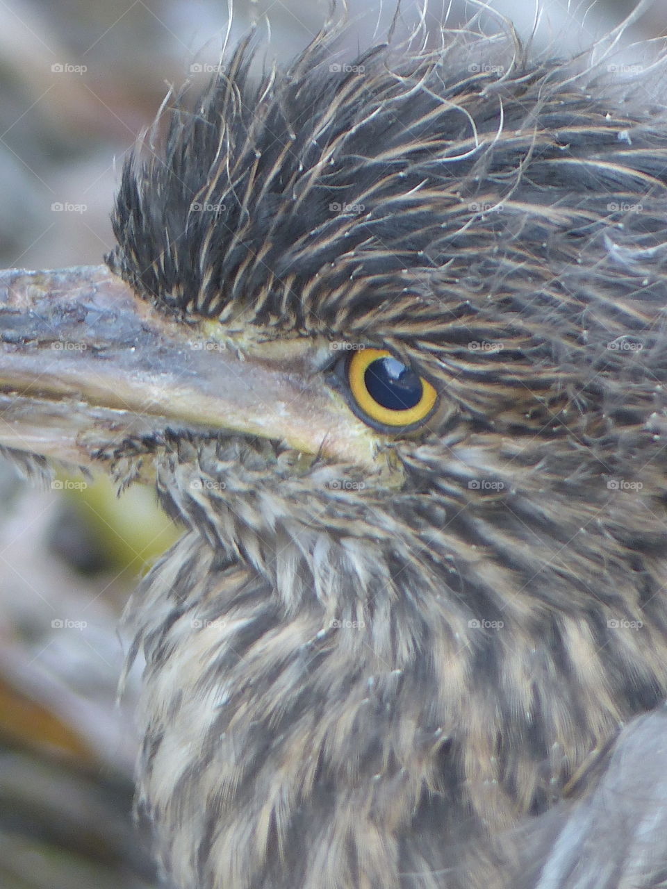 Close up baby night heron 