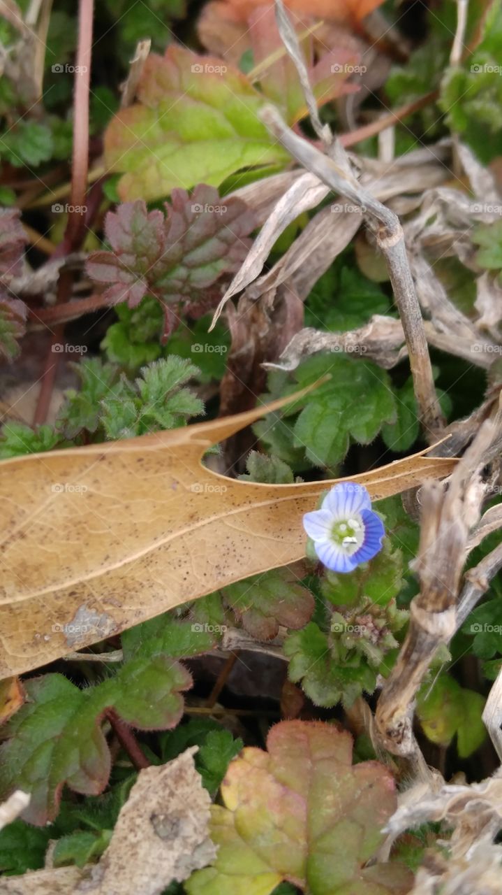 Happy Warm Weather Bloom