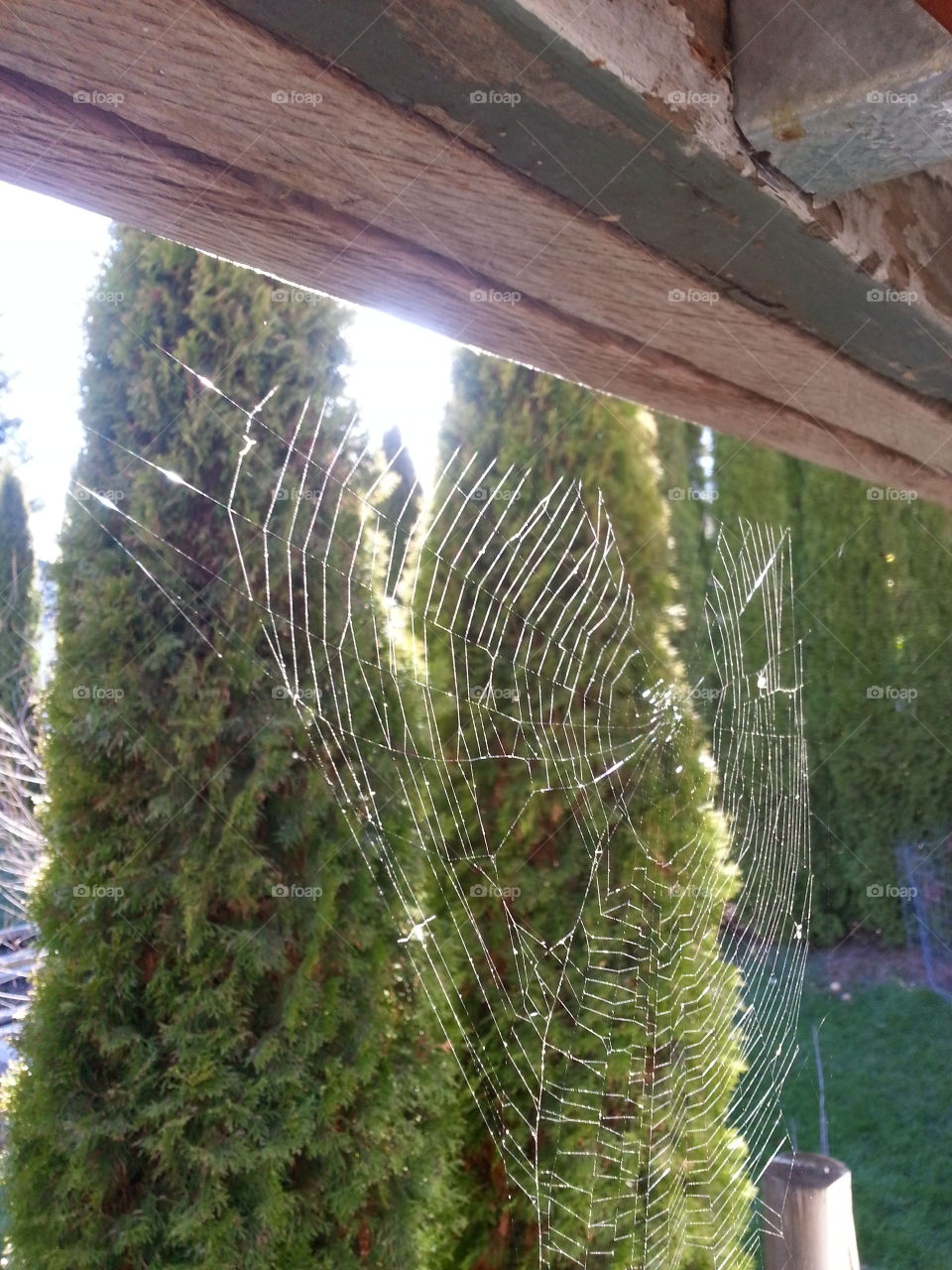 Web