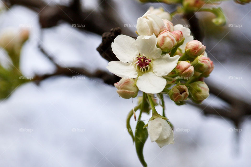 White cherry blossom