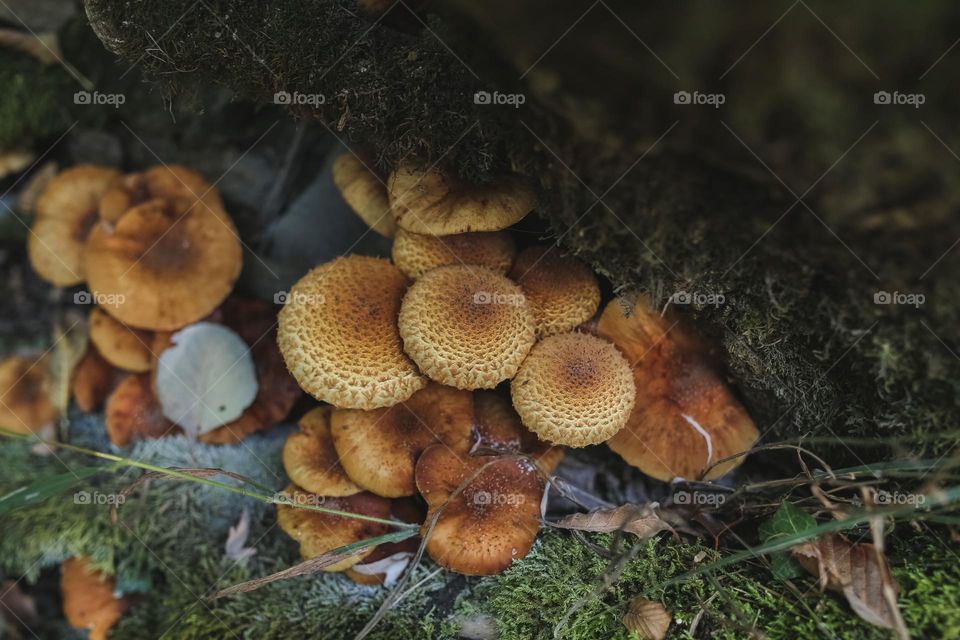 mystical, beautiful, colorful, edible and poisonous mushrooms growing. in the forest, located near the river, hidden under leaves and in the bark of trees. beauty of nature