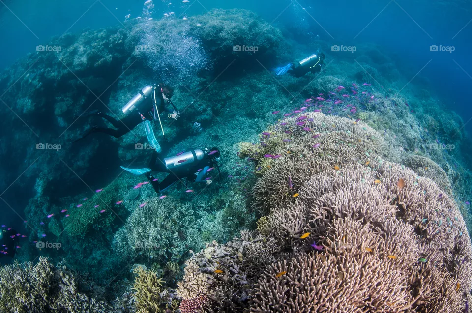A group of scuba divers in crystal clear water exploring the vibrant, healthy coral reefs of Milne Bay, Papua New Guinea