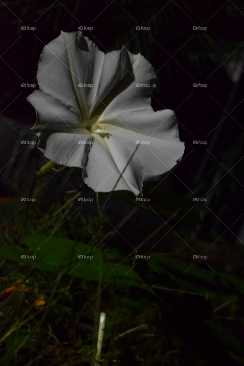 A moonflowers captured in the night