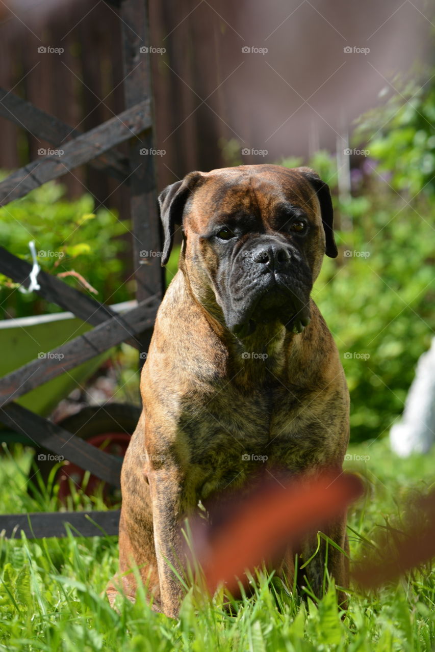 Grass, Dog, Animal, Mammal, Cute