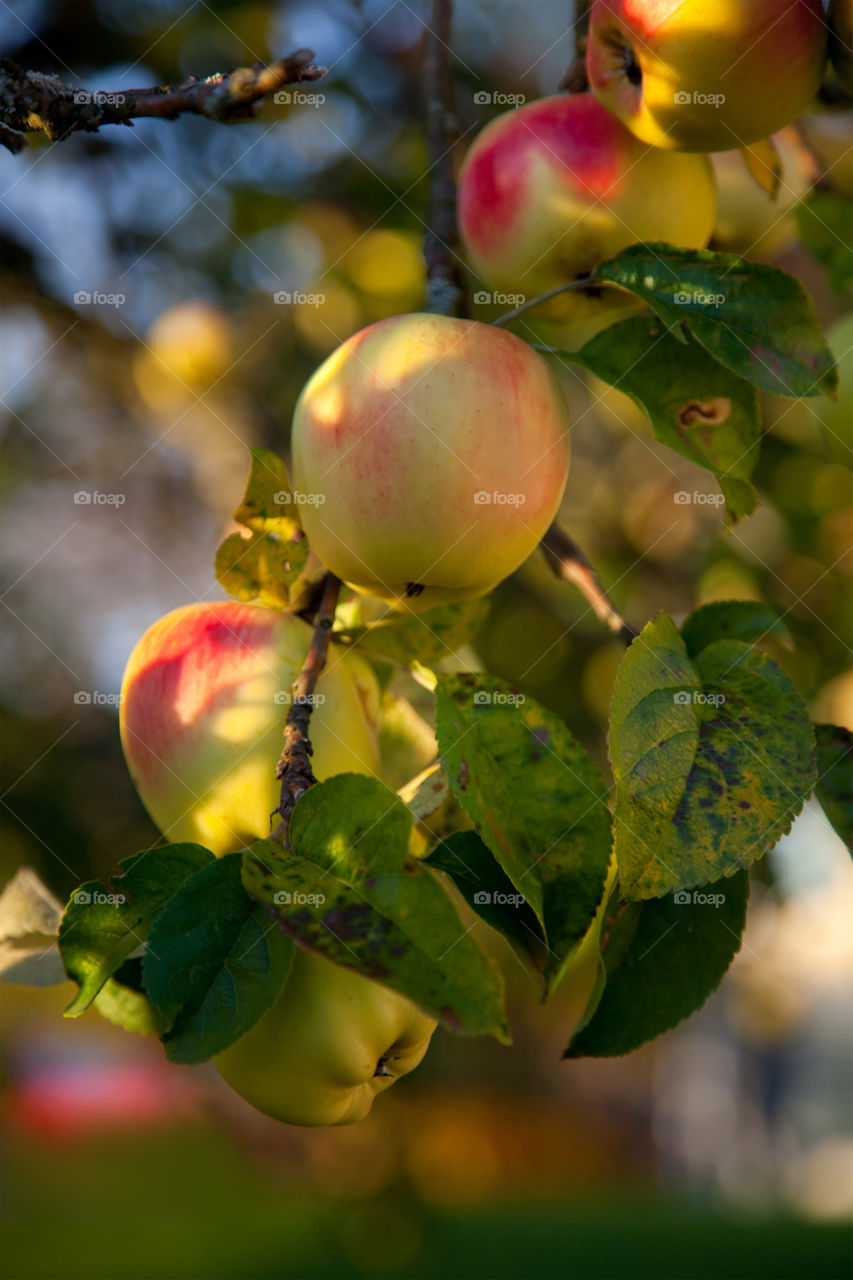 Apples