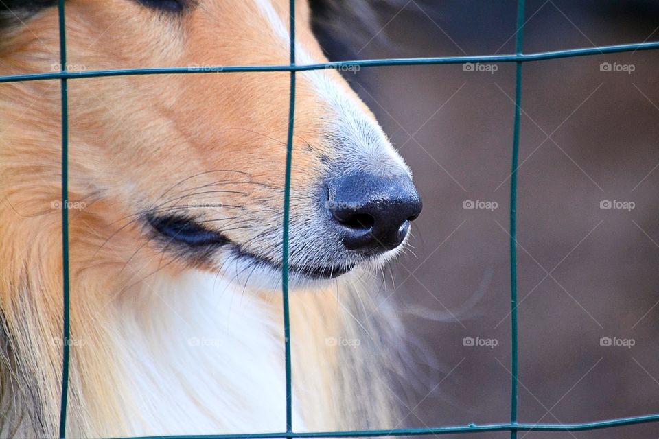 Dog nose