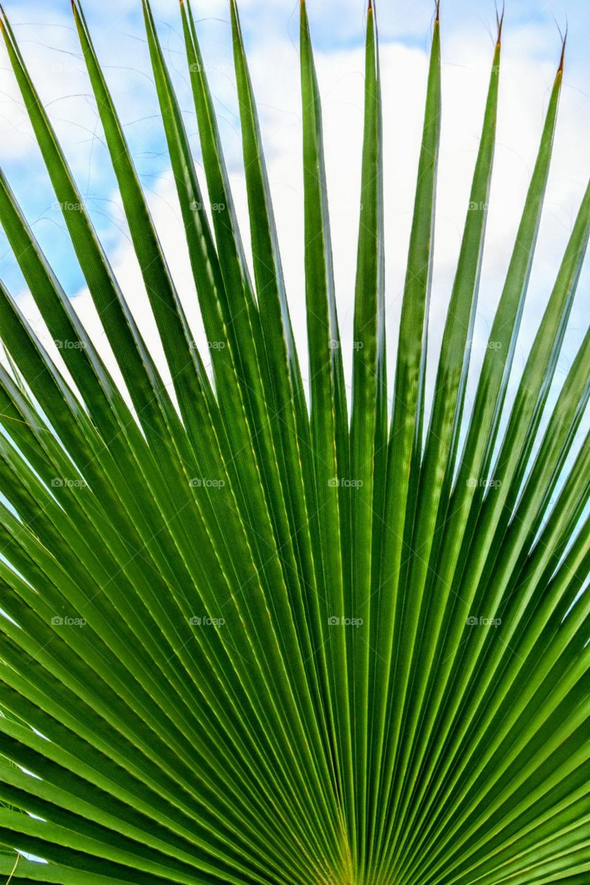Palm leaf strutture
