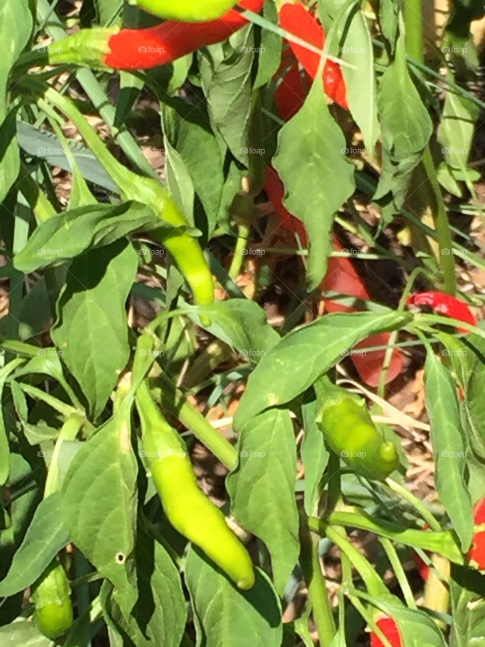 Peppers