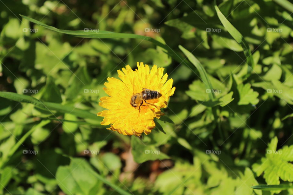 flower and bee