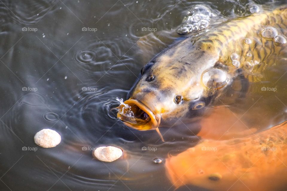 Fish approaching its food