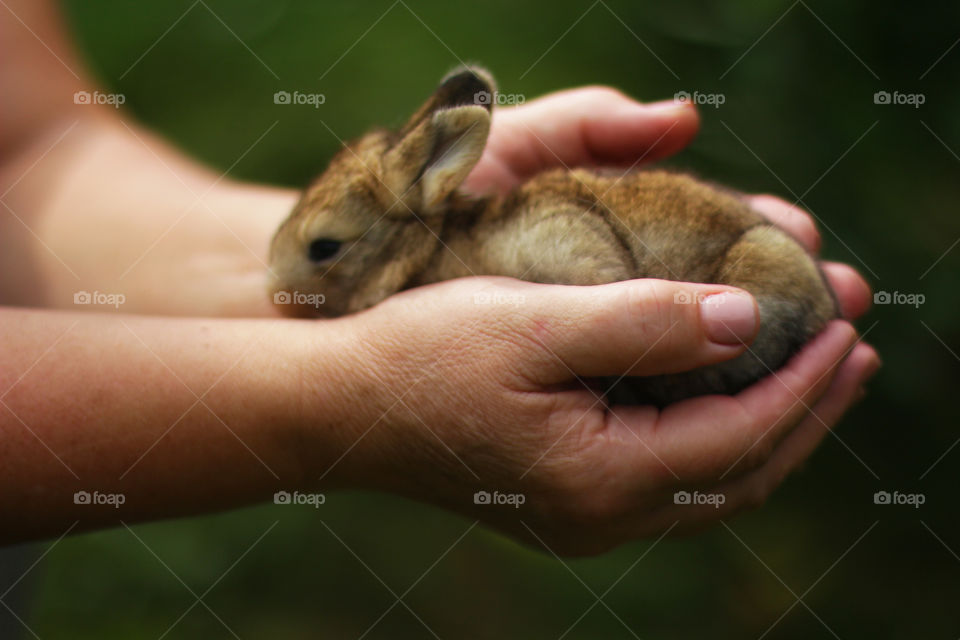 Rabbit on the hands