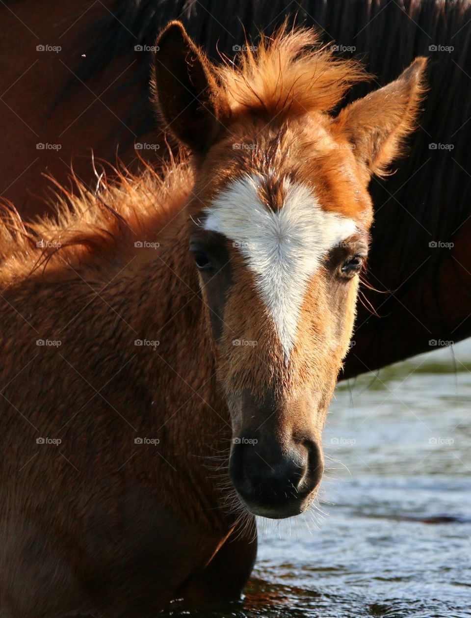 A Wild Colt Named Wonder