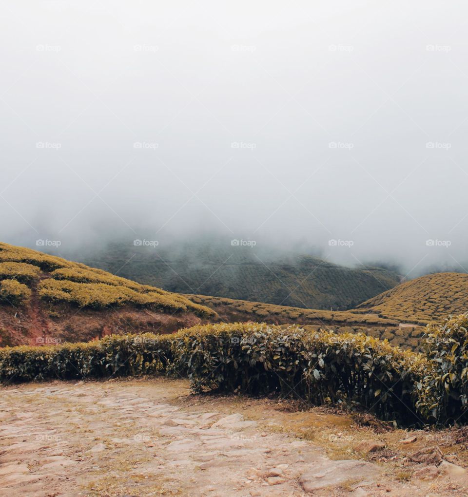 fog in mountain