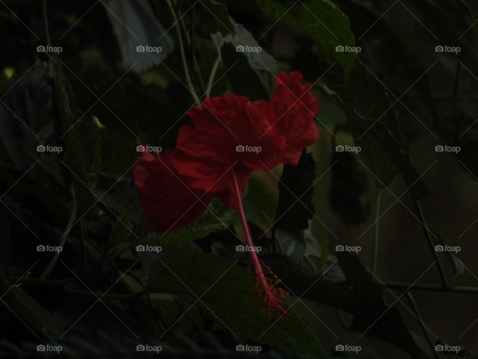 Flower, No Person, Nature, Leaf, Rose