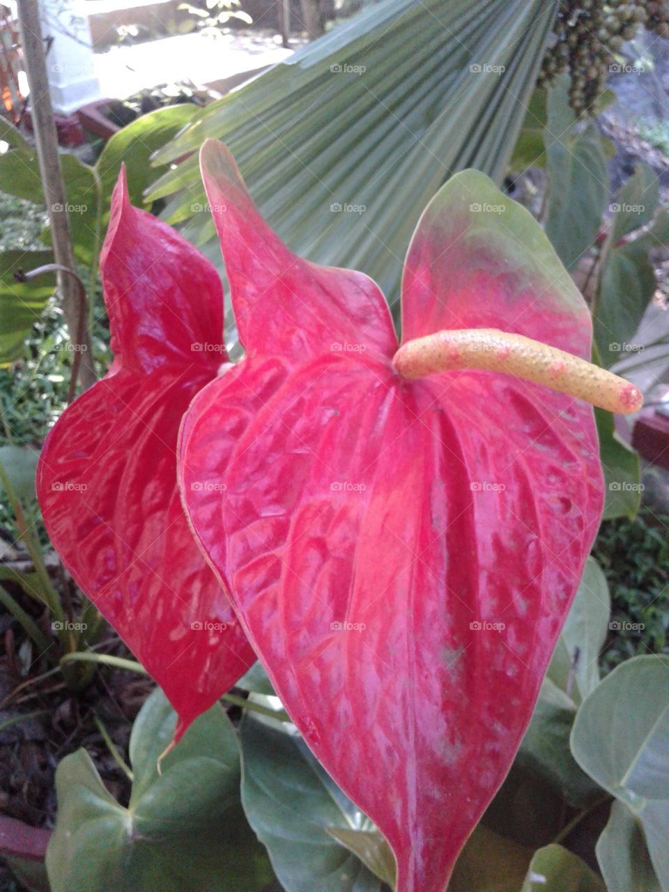anthurium species
