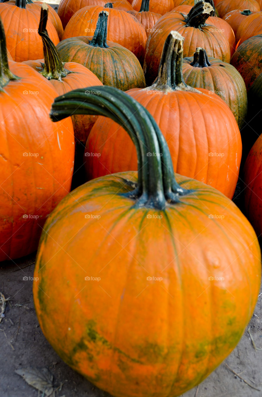 Pumpkins at a local pumpkin patch