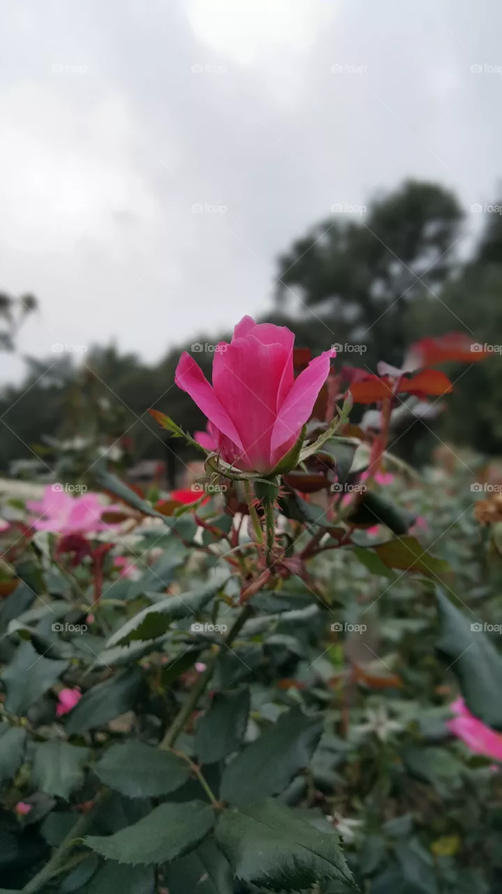 Rose 3
