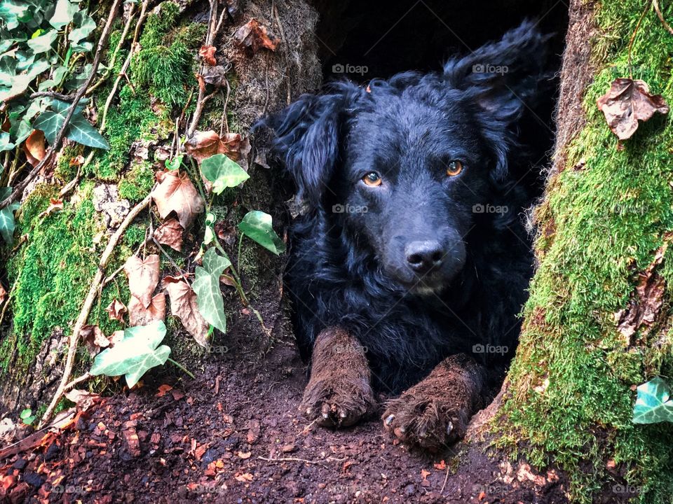 Dog in tree hollow