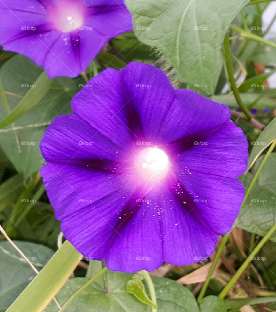 Magical Purple Flower *No Photoshop*