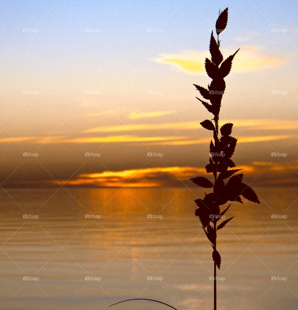 Lonely Sea Oat