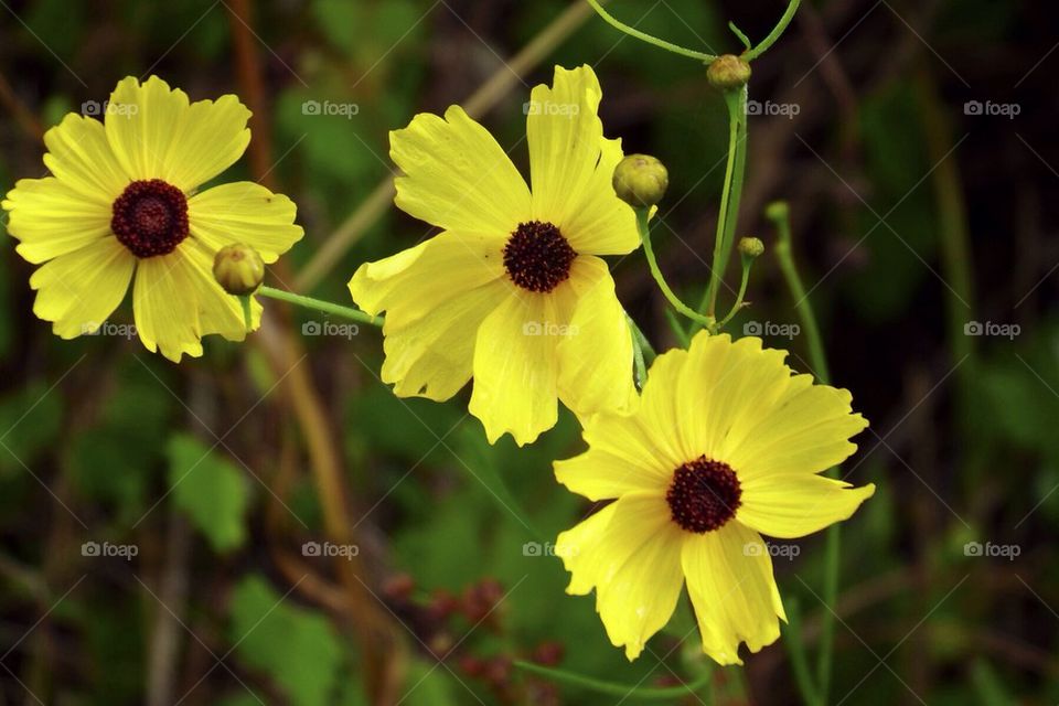 Florida state wildflower