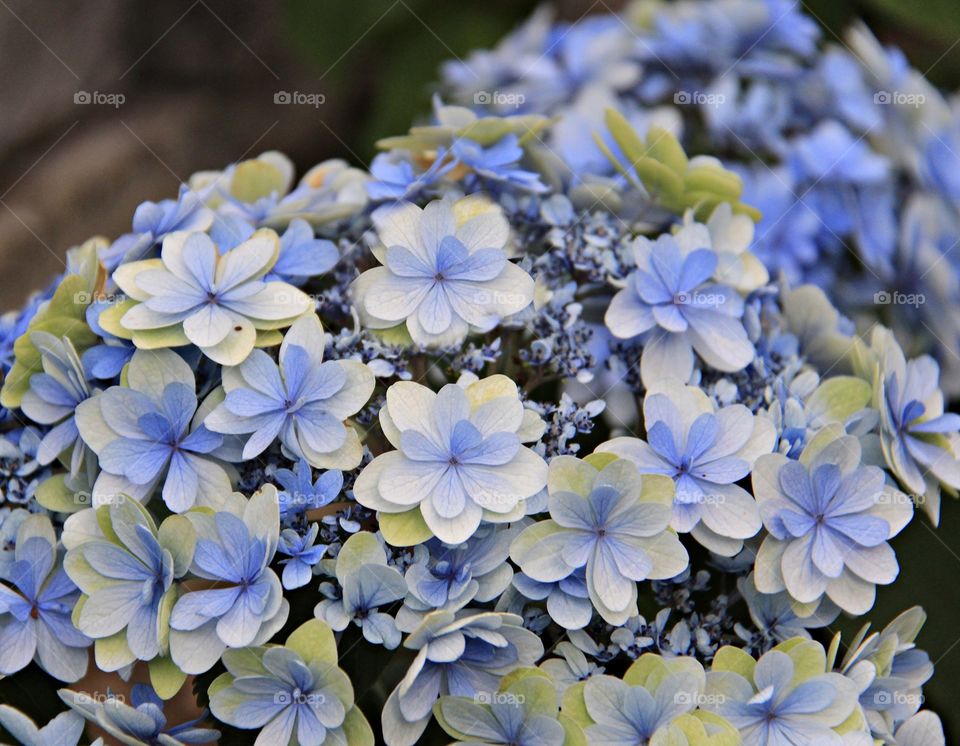 Blue hydrangeas flower