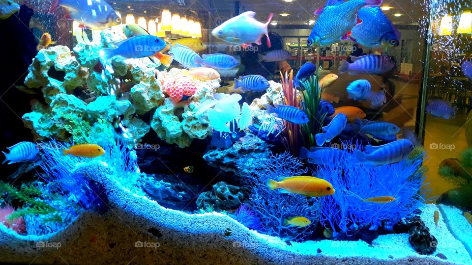 Colourful Fresh water Fish in an Aquarium with many decoration that  resemble to Sea Water Tank.
