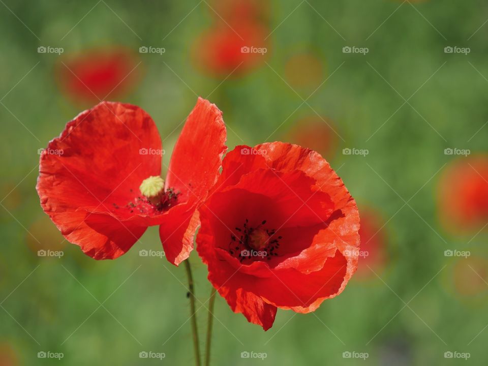 Beautiful red poppy flowers