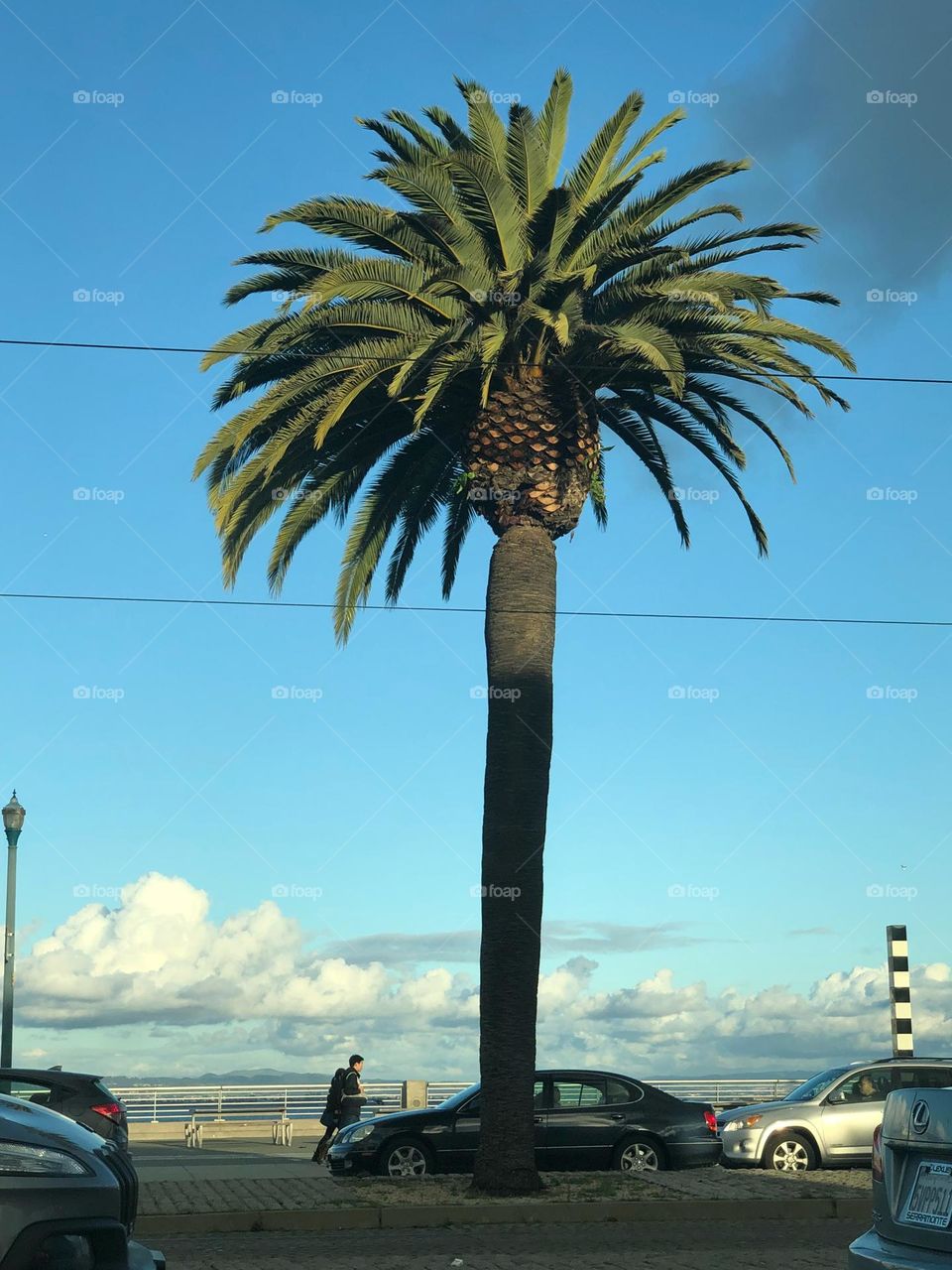 A huge trachycarpus fortunei tree standing up on the roadside