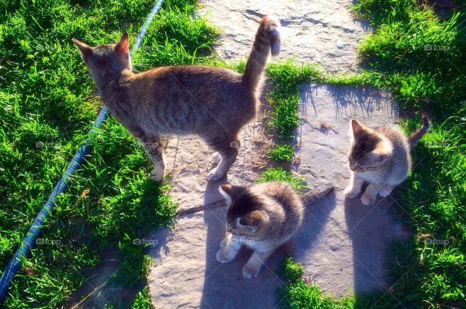 Ferrel cats 