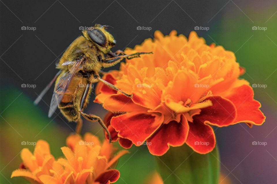 Beautiful and cute bee