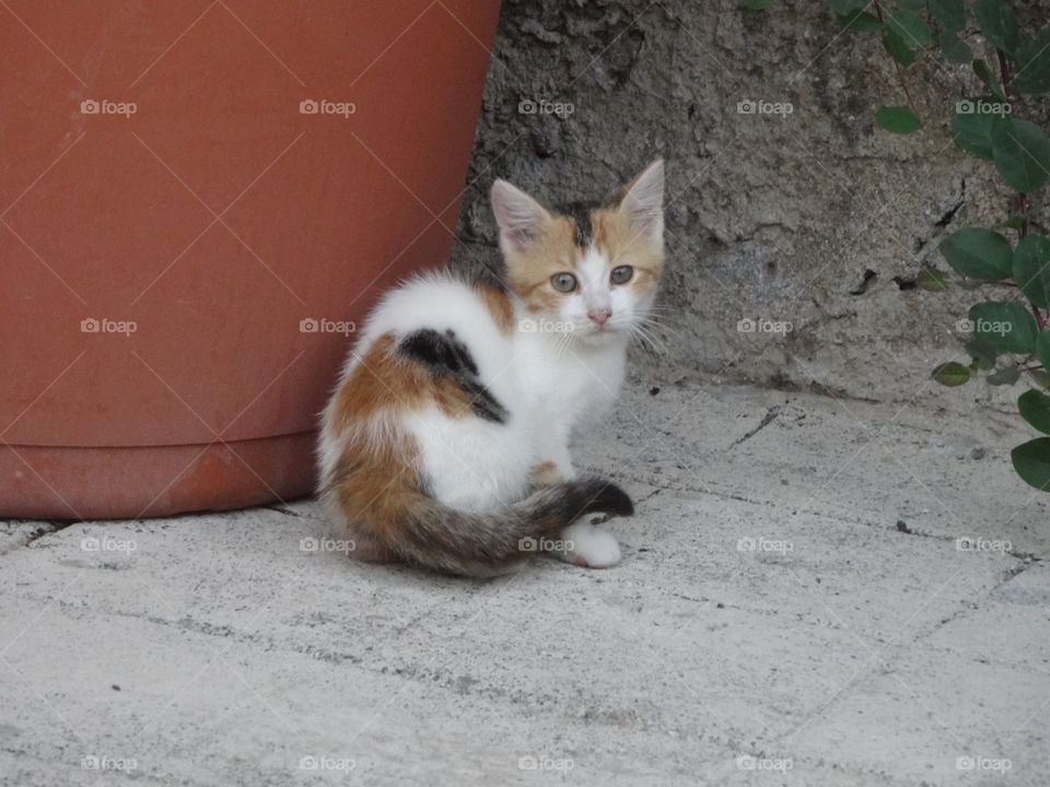 cat in calabria