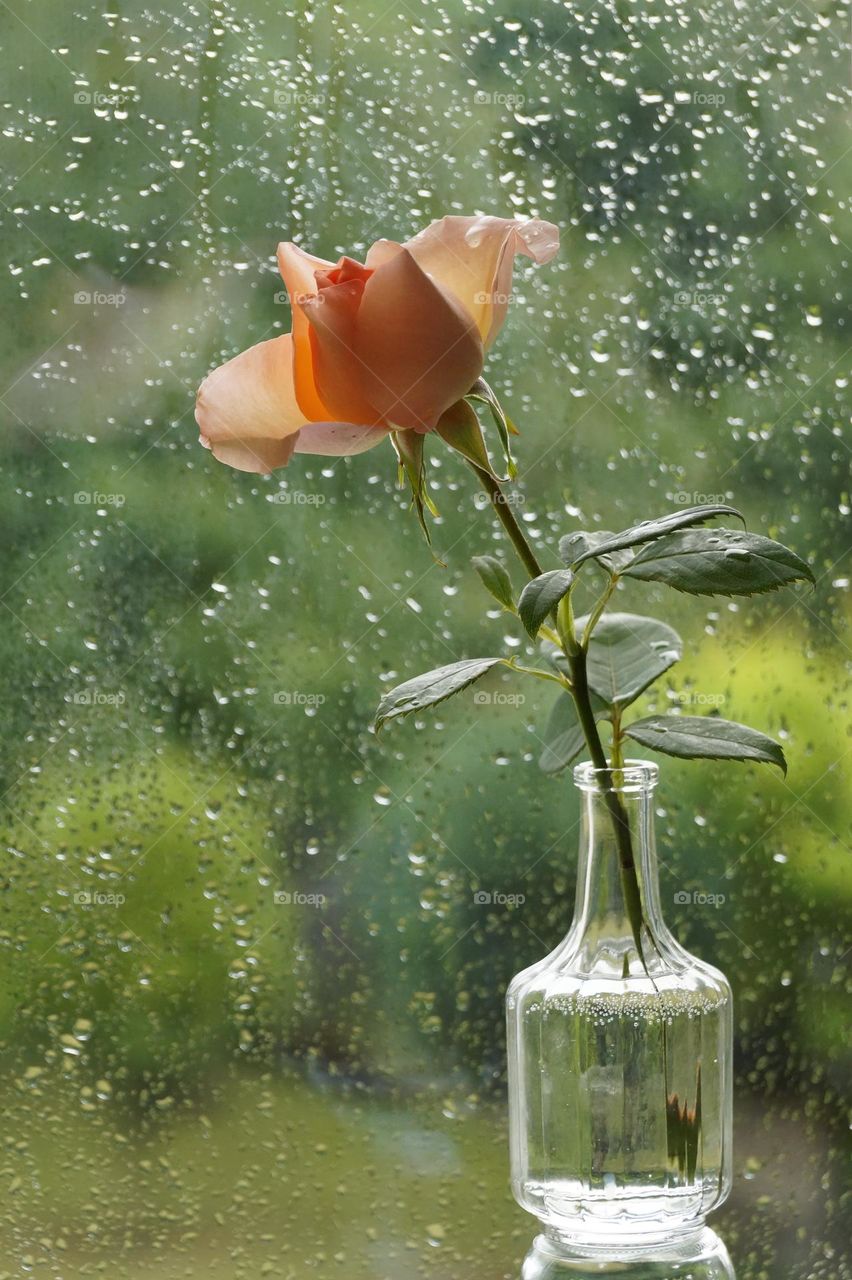 Rose in a glass vase