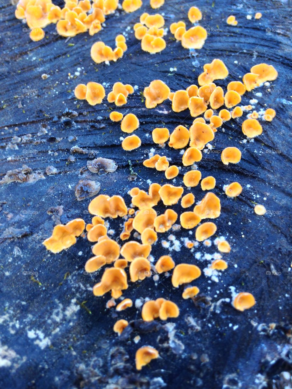 Pretty fungus 