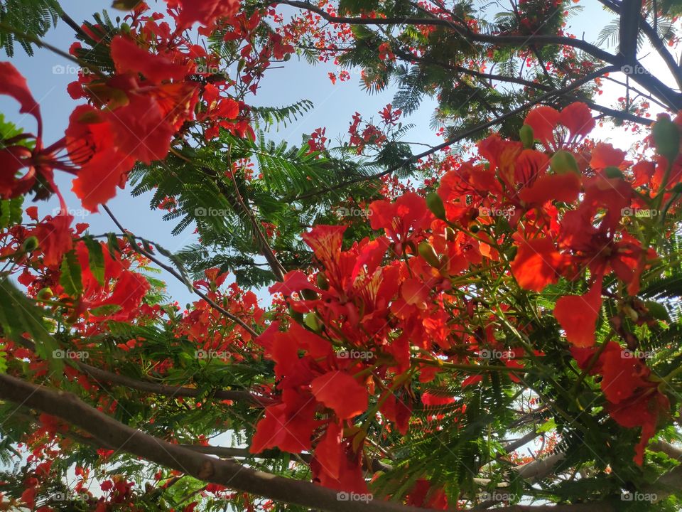 a image of beautiful gulmoher blooming flowers from Adilabad Telangana India