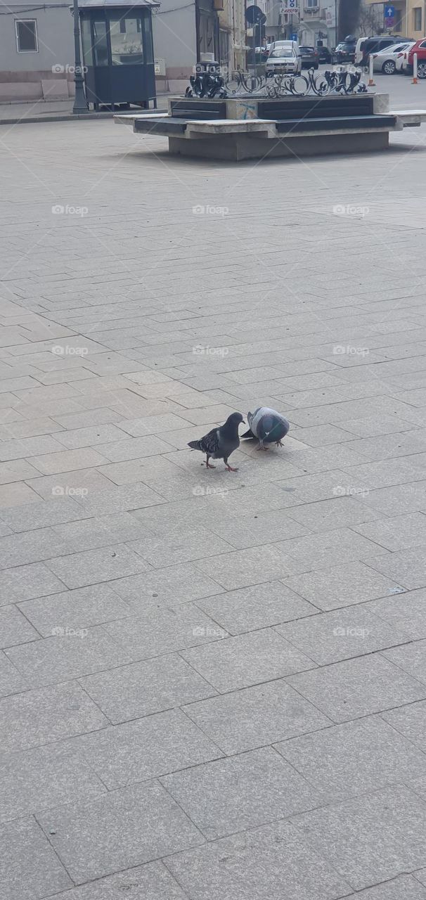 Pair of doves