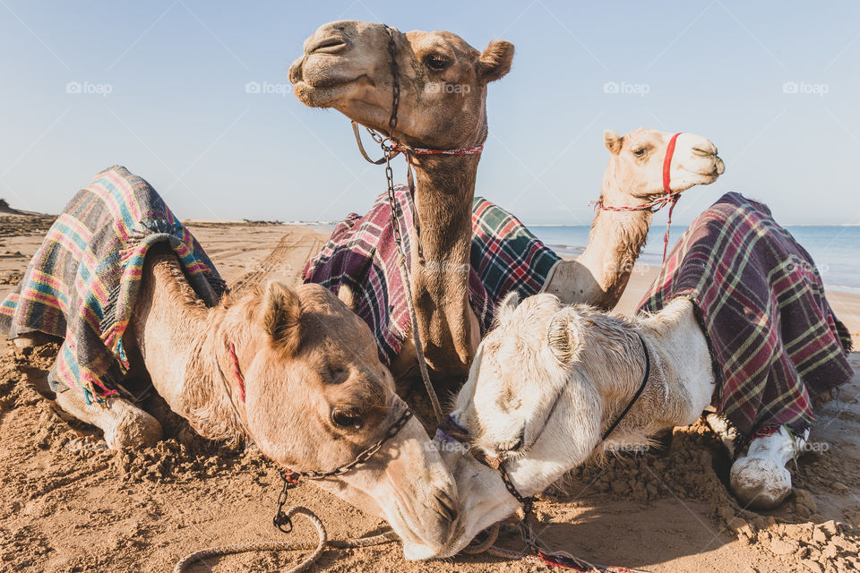 Four cute camels at the beach