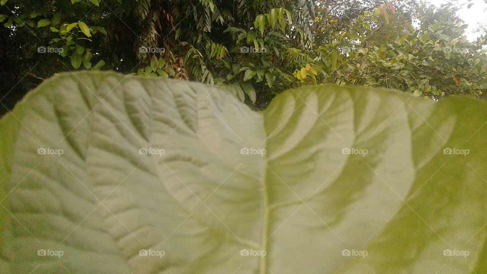 Green Colour Capture From Bug Eyes