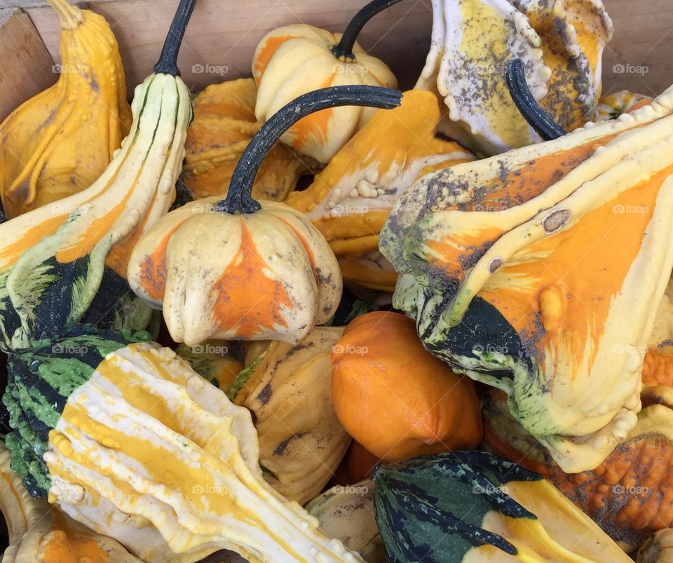 Gourds Galore