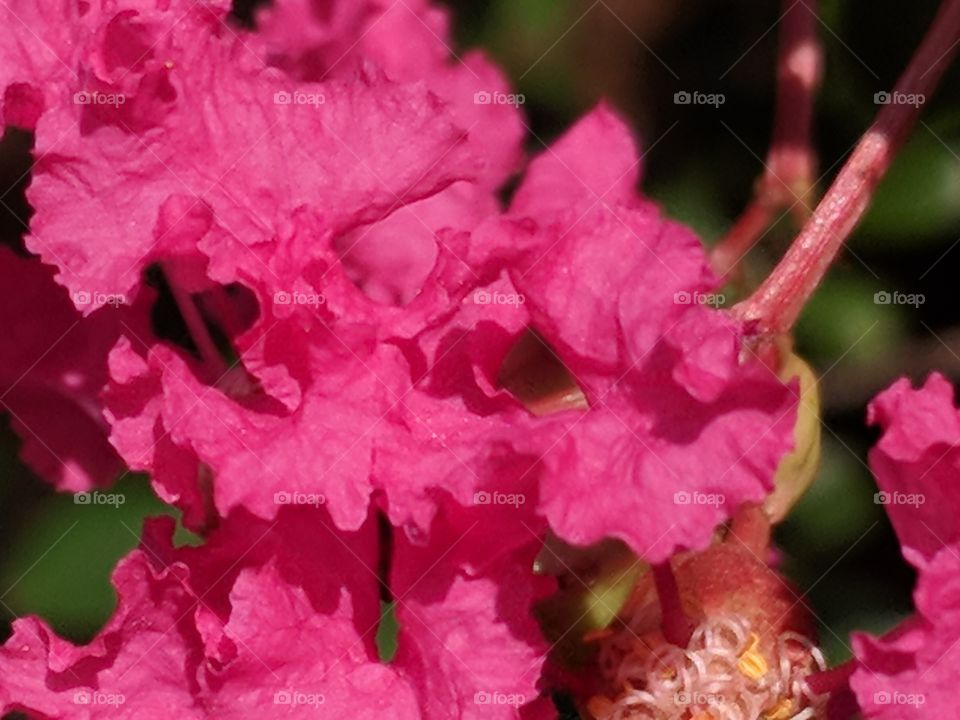 crepe myrtle upclose