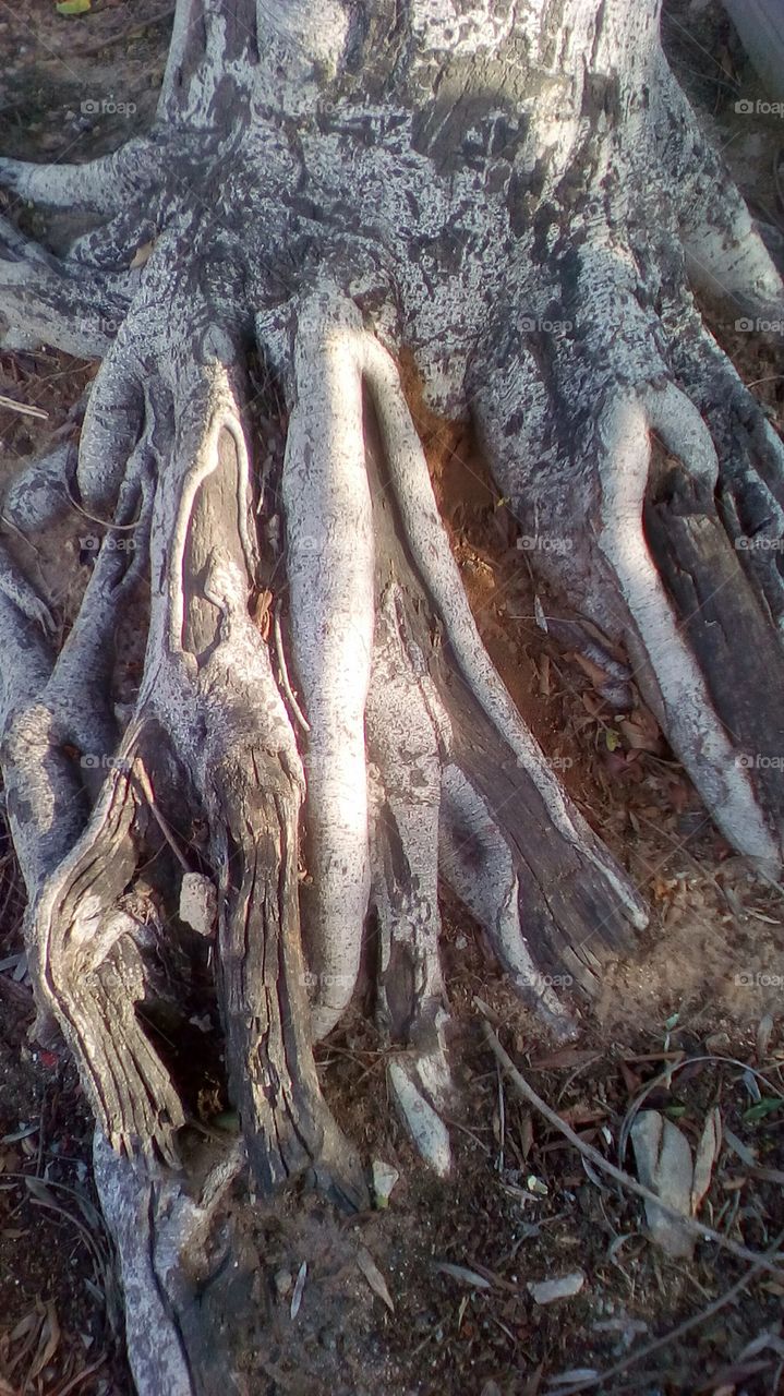 Root tree