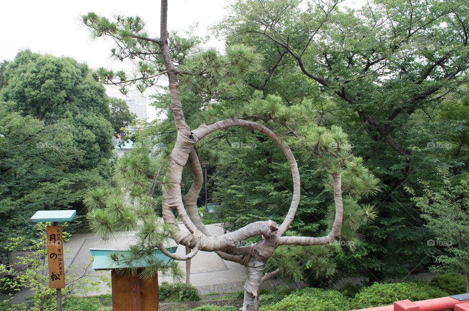 Funny tree in japan. Cool circular tree