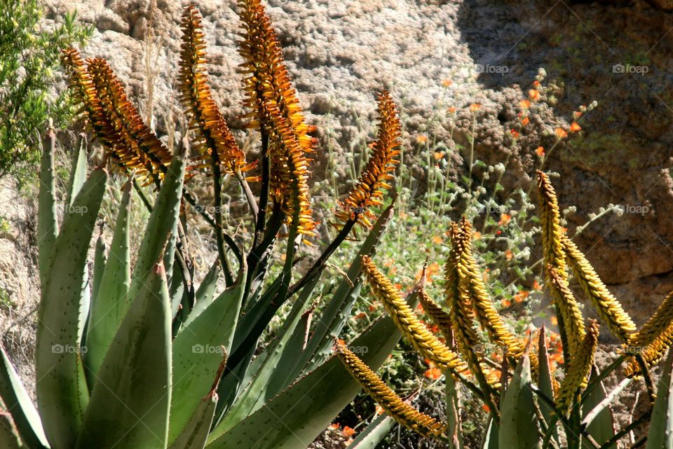 Desert in Spring Bloom