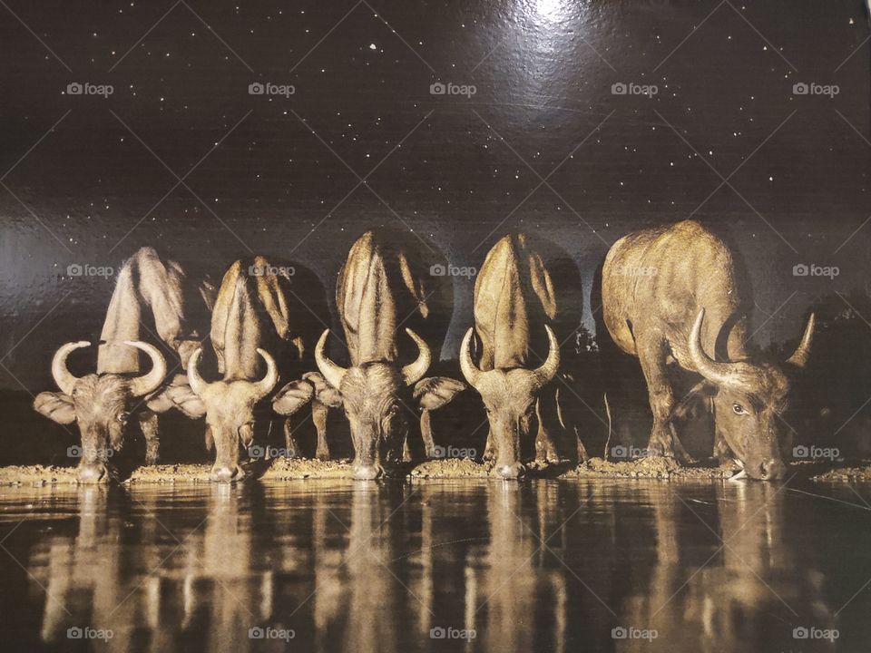 A herd of bulls drinking  water an image from Mohamed Ali Museum exists in Mohamed Ali palace @ Egypt